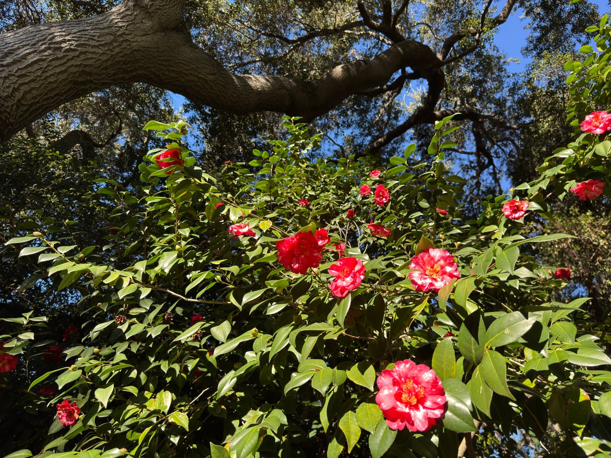 “What Camellias Have Seen”: Public&nbsp;lecture